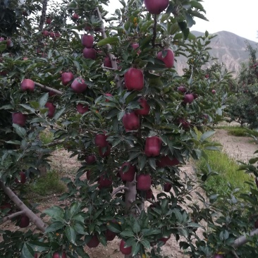 不打拉长剂的花牛苹果