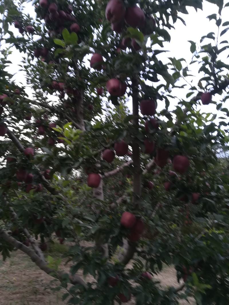 不打拉长剂的花牛苹果