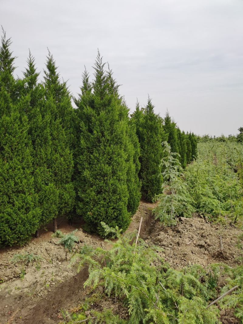 塔柏价格，柏树价格，塔柏，柏树，1米塔柏，2米塔柏价格