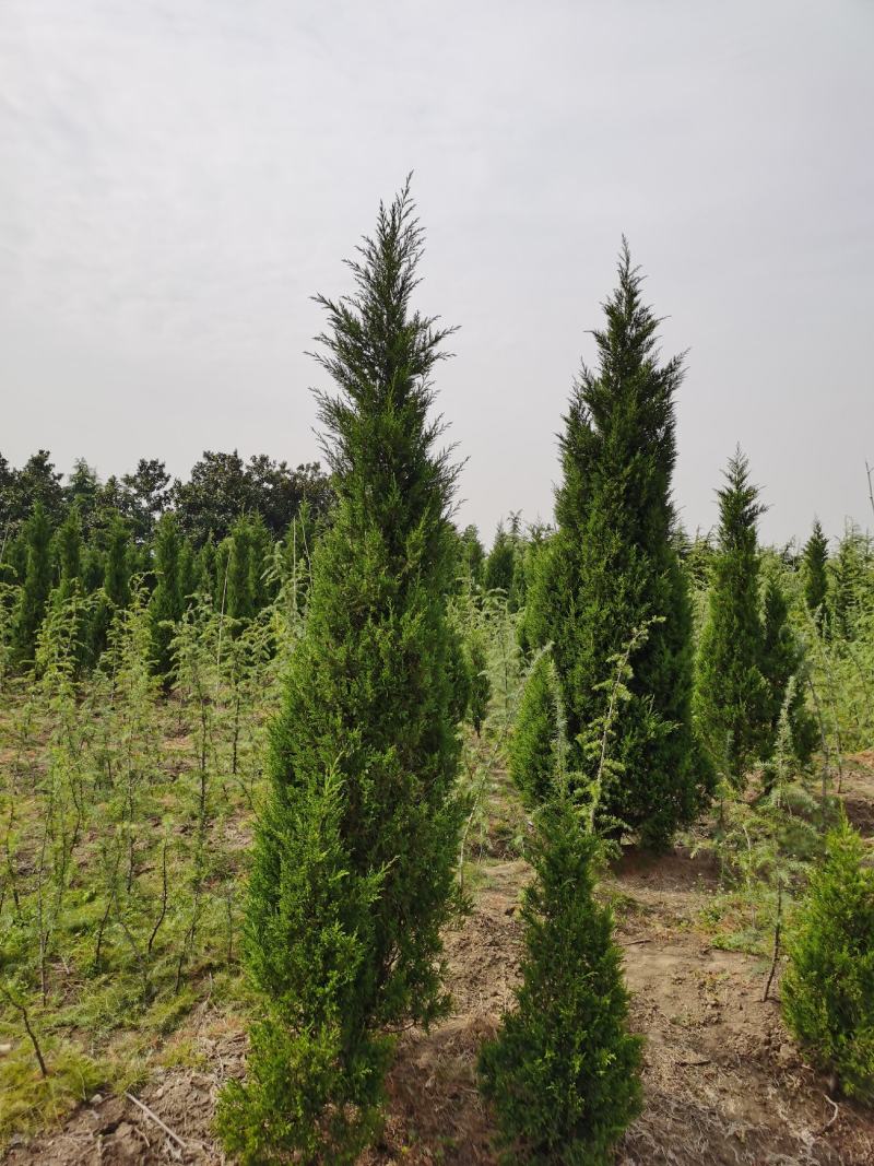 塔柏价格，柏树价格，塔柏，柏树，1米塔柏，2米塔柏价格