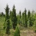 塔柏价格，柏树价格，塔柏，柏树，1米塔柏，2米塔柏价格