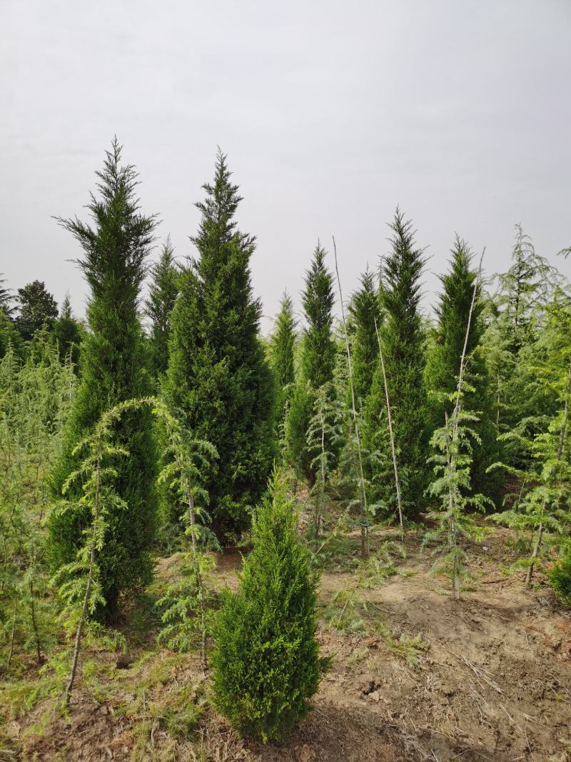 塔柏价格，柏树价格，塔柏，柏树，1米塔柏，2米塔柏价格