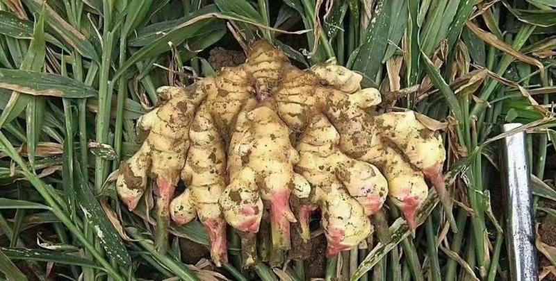 鲜姜红芽姜入库存窖窖口出租【块头大辣味足】产地直发