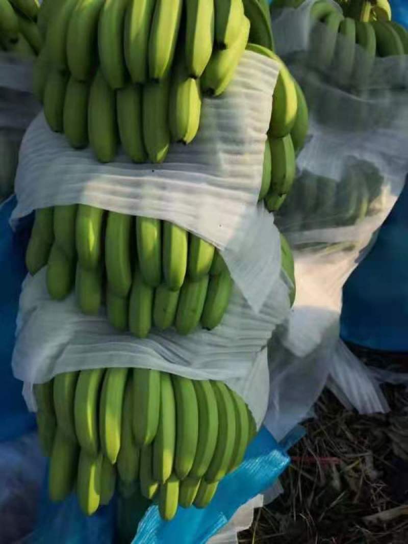 香蕉