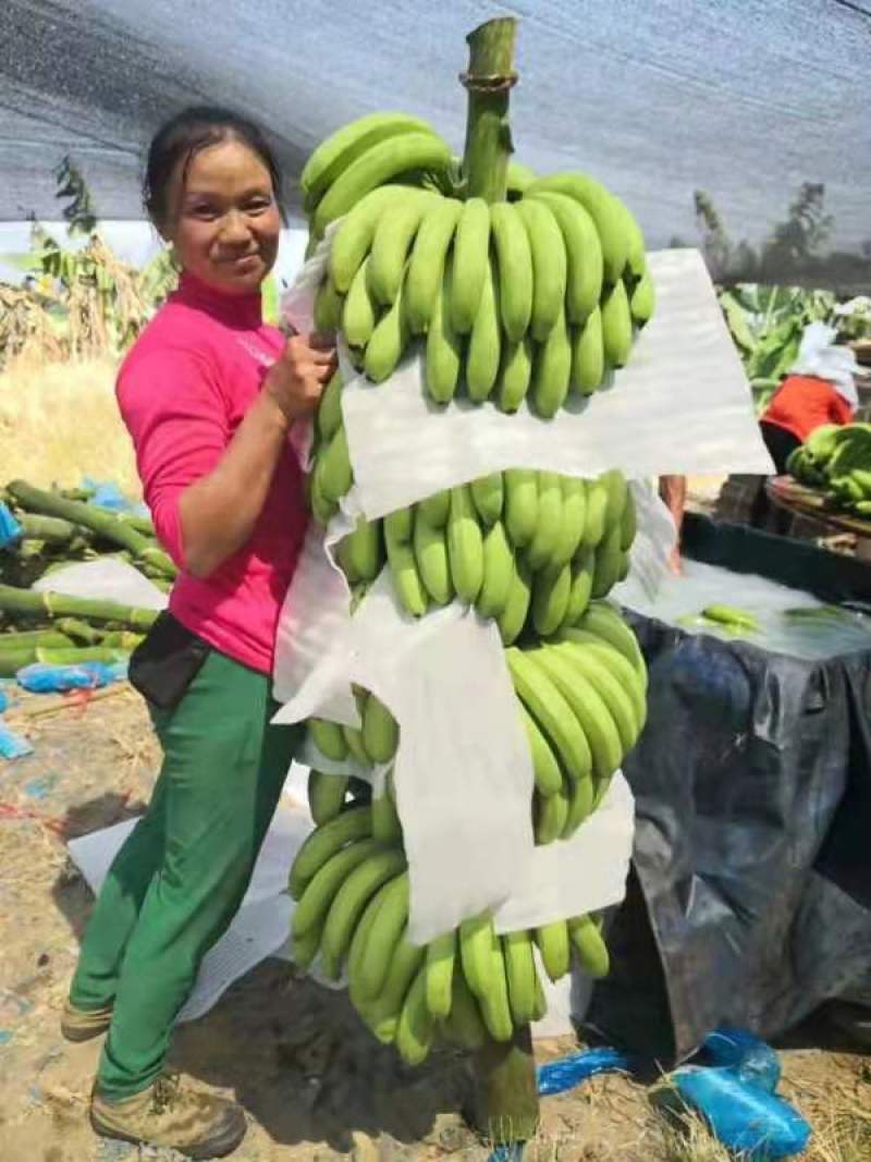 香蕉