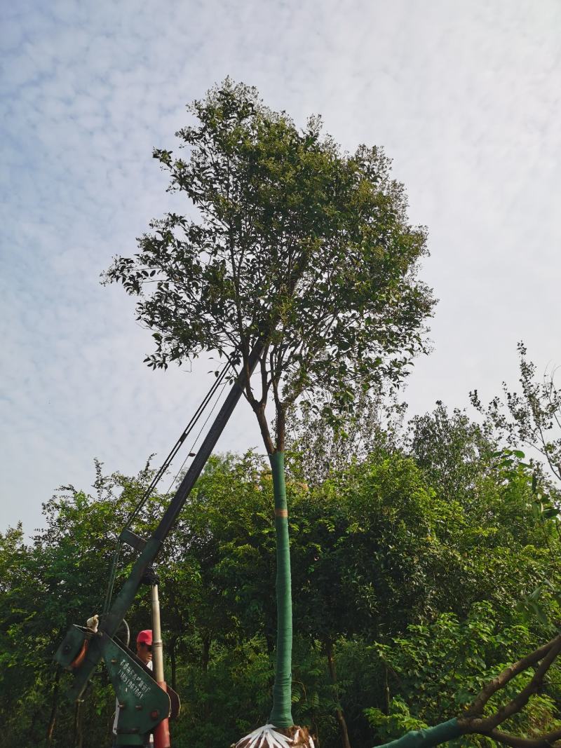 广玉兰价格，南京广玉兰，玉兰市场价格，玉兰树