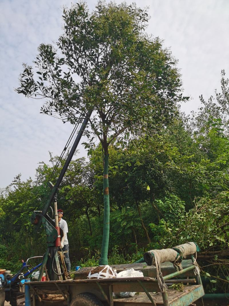 广玉兰价格，南京广玉兰，玉兰市场价格，玉兰树