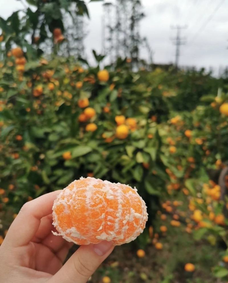 四川假丑橘，高山蜜橘，柑橘，皮薄多汁，随行就市，欢迎咨询