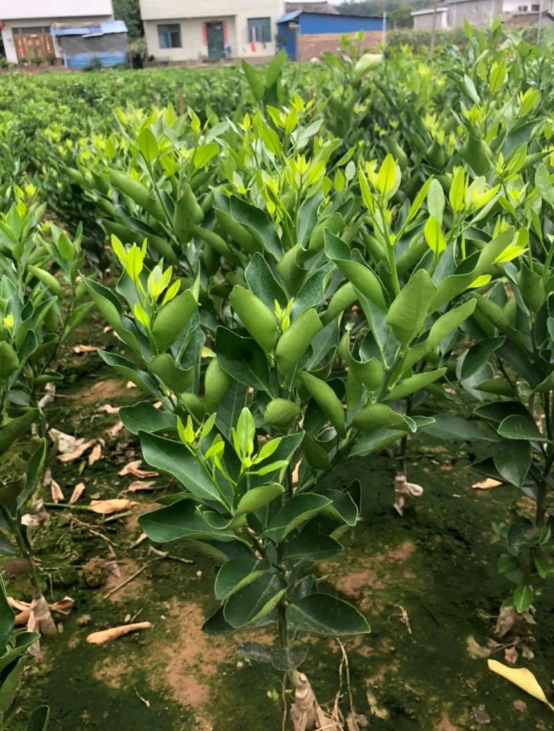 碰柑苗/大果椪柑苗芦柑苗南瓜柑苗嫁接柑橘苗现挖包邮