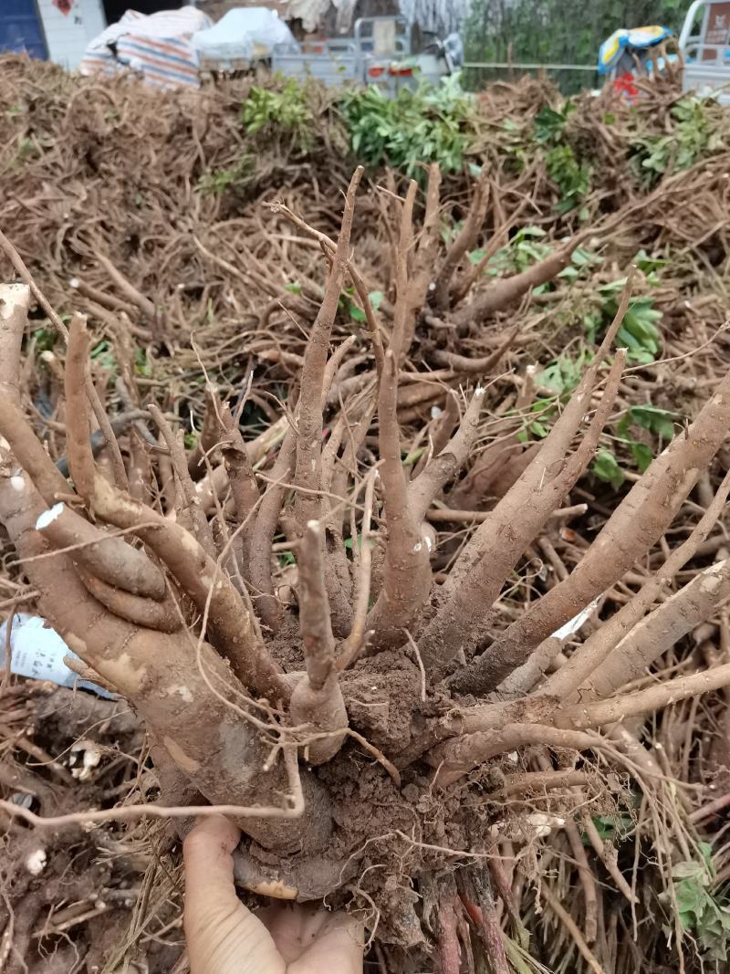 道地药材白芍芽，白芍芽子大量供应中，价格美丽