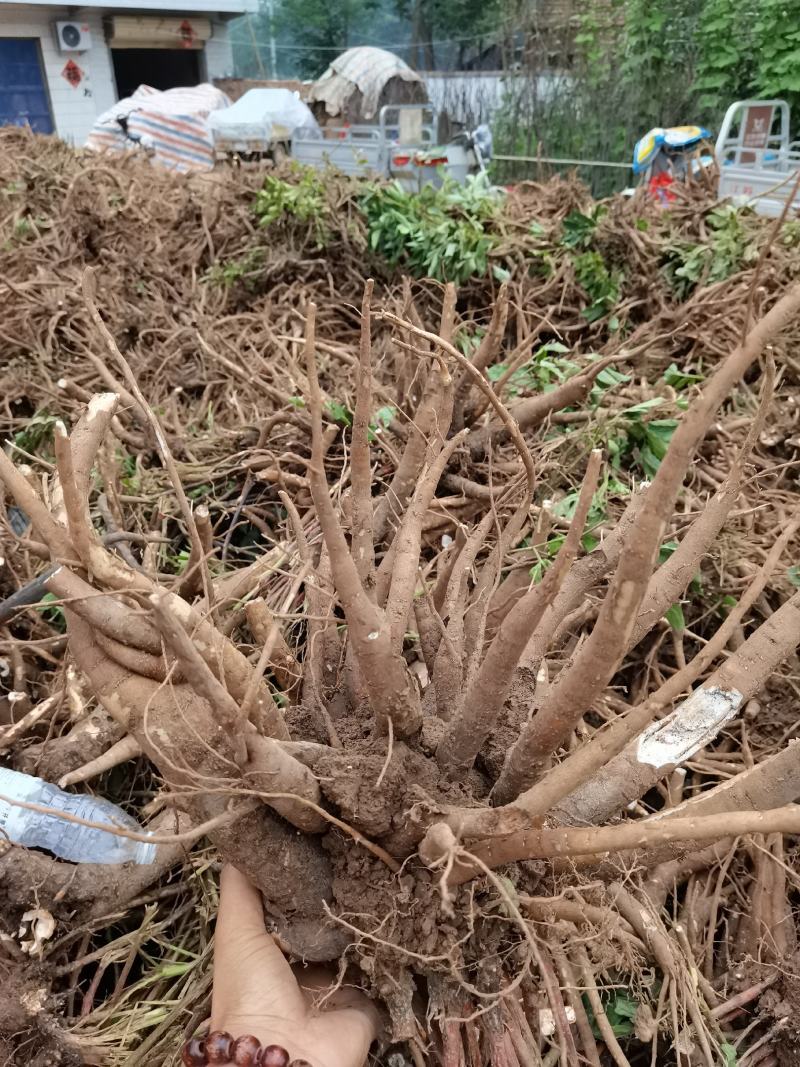 道地药材白芍芽，白芍芽子大量供应中，价格美丽