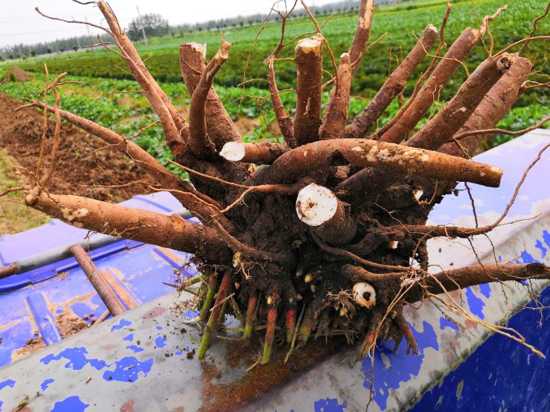 道地药材白芍芽，白芍芽子大量供应中，价格美丽