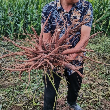 道地药材白芍芽,白芍芽子大量供应中,价格美丽