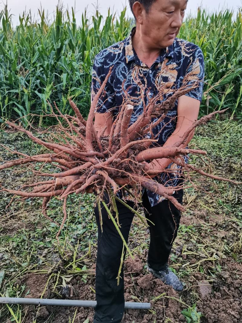 道地药材白芍芽，白芍芽子大量供应中，价格美丽