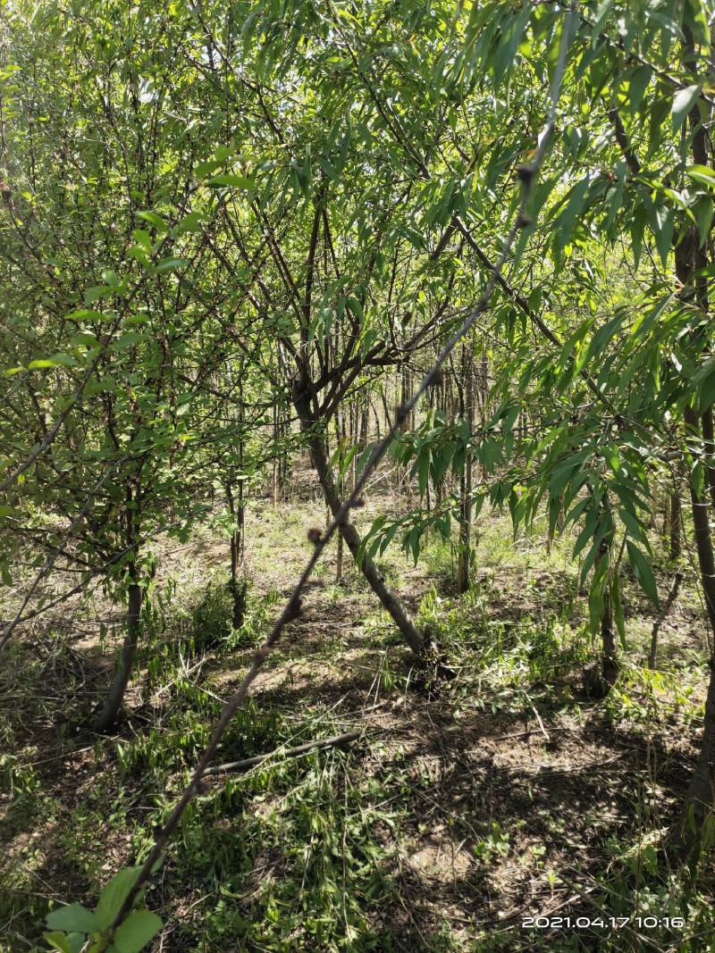 山西运城嫁接桃树苗占地桃树苗1公分2公分3公分