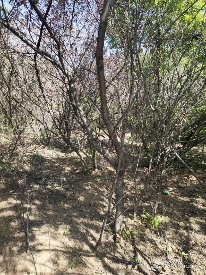 山西运城嫁接桃树苗占地桃树苗1公分2公分3公分