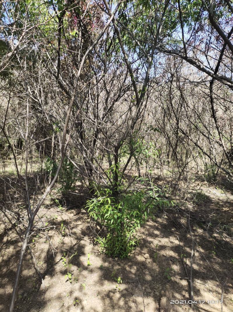 山西运城嫁接桃树苗占地桃树苗1公分2公分3公分