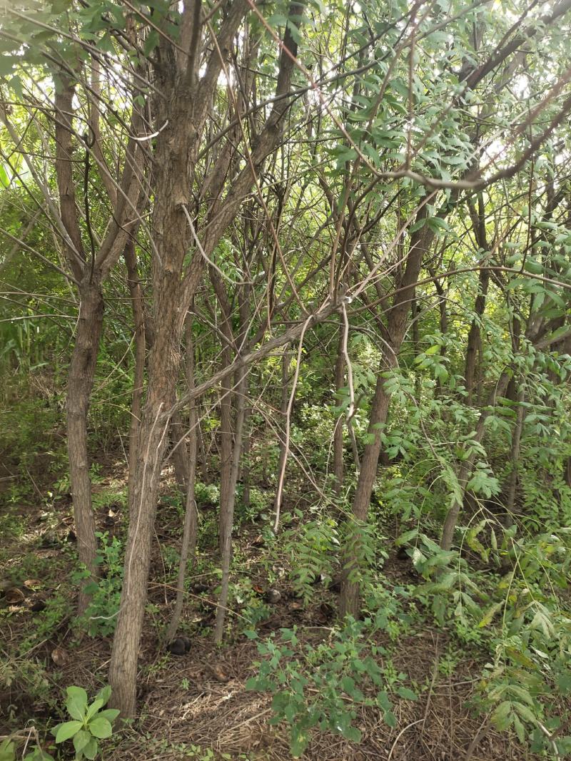 供应文官果文冠果木瓜定植苗3公分4公分5公分6公分