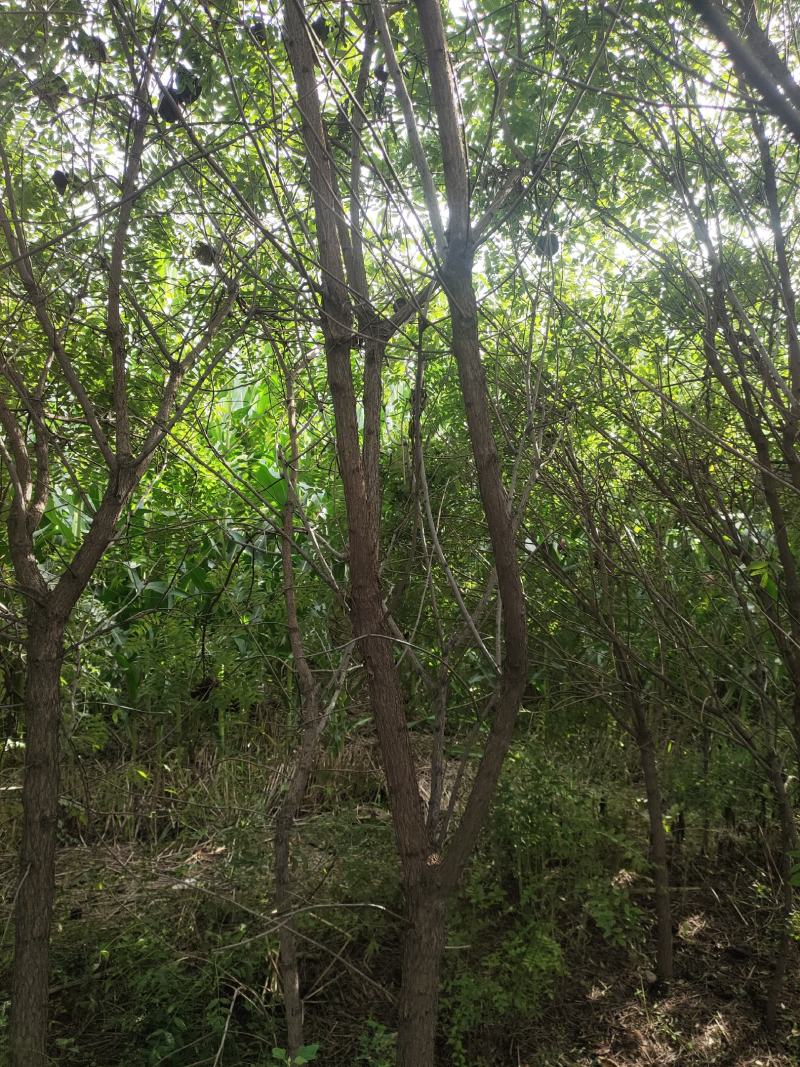 供应文官果文冠果木瓜定植苗3公分4公分5公分6公分