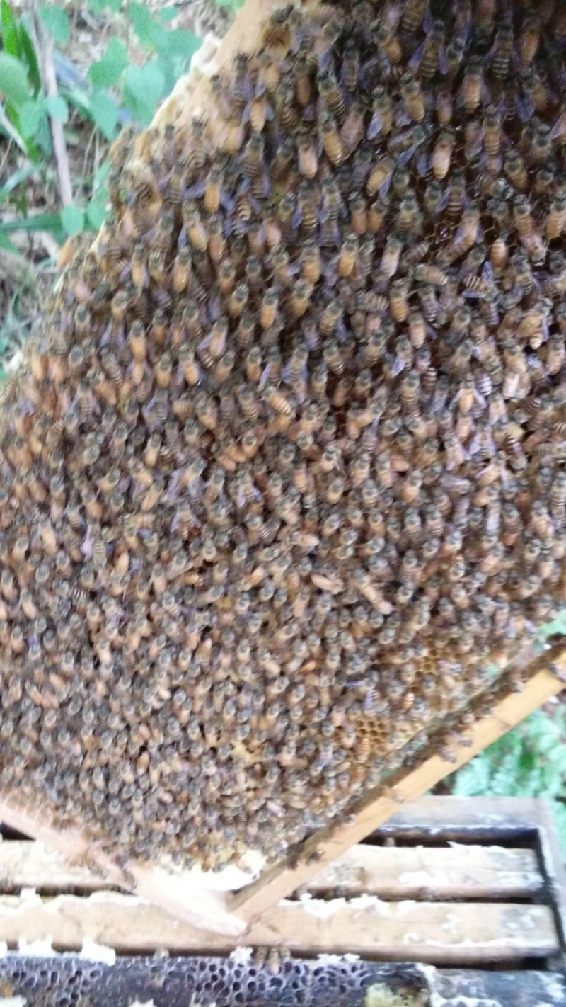 中蜂，4脾带王发货，可一件代发，货源充足，大量供应