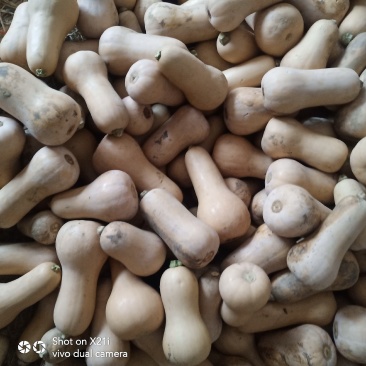 城固南瓜(奶油南瓜丿现货2斤以上每天供应量1OO吨