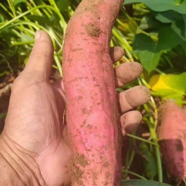 西瓜红大量供应产地批发价格实惠可以视频看货