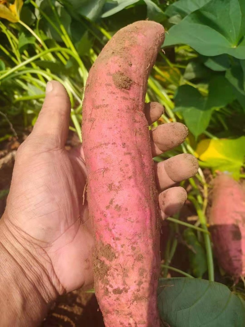西瓜红大量供应产地批发价格实惠可以视频看货