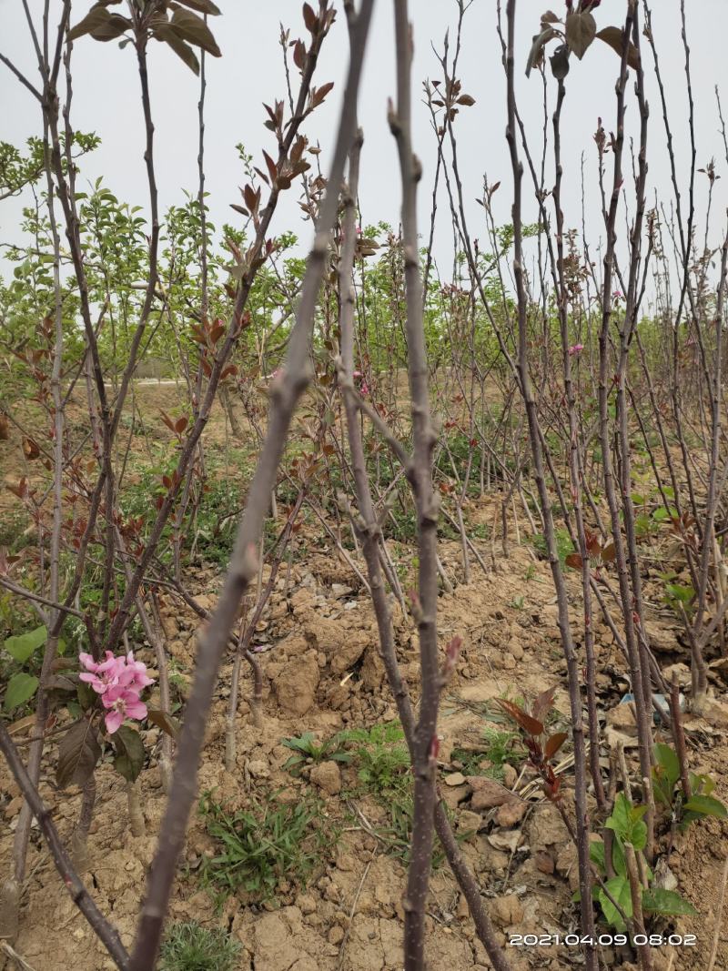 供应红肉苹果苗1公分2公分山西运城自产自销