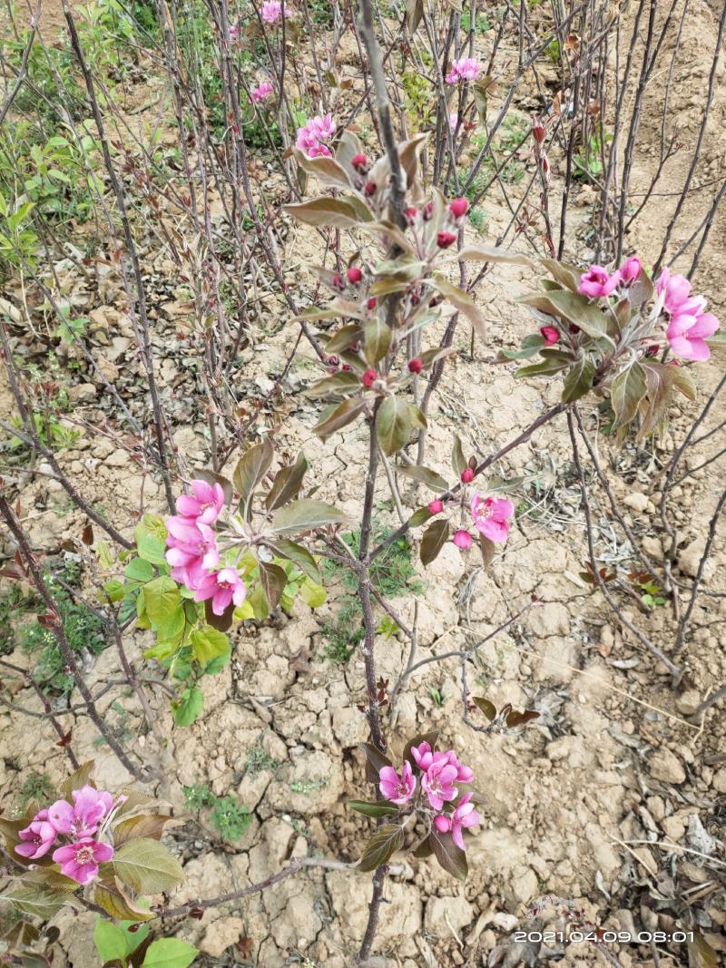 供应红肉苹果苗1公分2公分山西运城自产自销