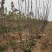 供应红肉苹果苗1公分2公分山西运城自产自销
