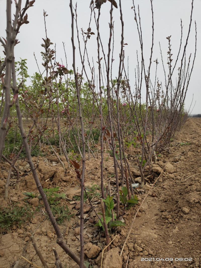 供应红肉苹果苗1公分2公分山西运城自产自销