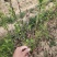 供应红肉苹果苗1公分2公分山西运城自产自销