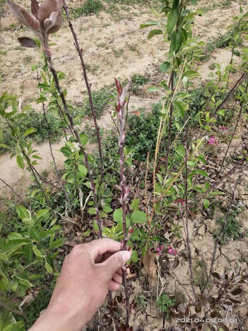 供应红肉苹果苗1公分2公分山西运城自产自销