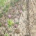 供应红肉苹果苗1公分2公分山西运城自产自销