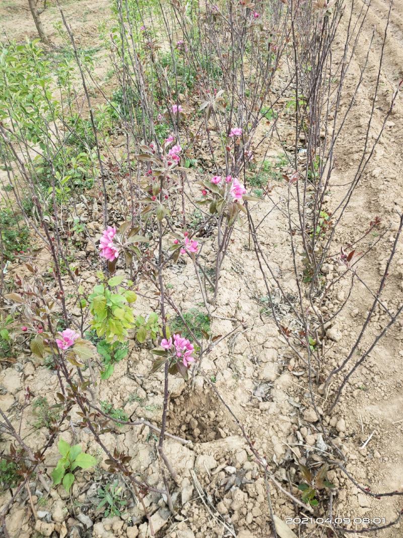 供应红肉苹果苗1公分2公分山西运城自产自销