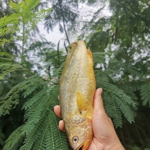 黄花鱼