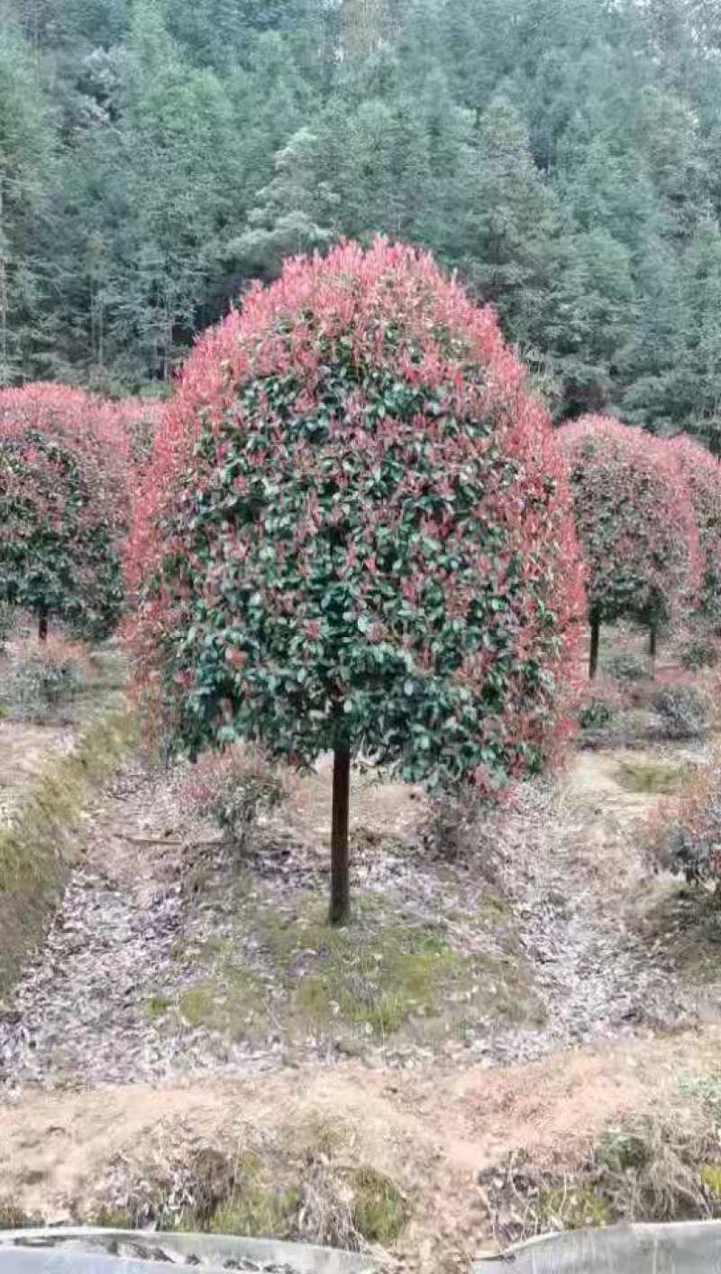 桂花树，高杆金桂：丹桂：八月桂：四季桂：常年各种大量供应