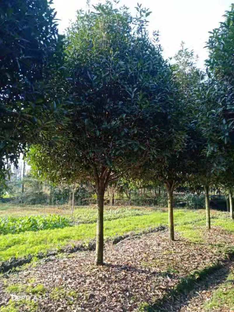 桂花树，高杆金桂：丹桂：八月桂：四季桂：常年各种大量供应