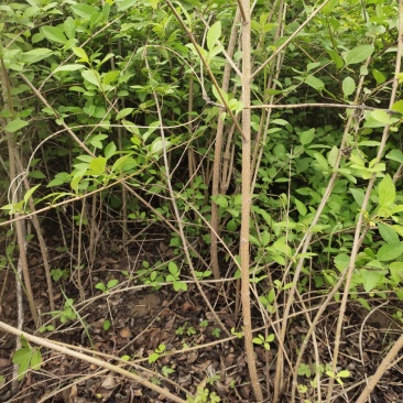 连翘营养钵容器苗1年2年3年苗量大价优