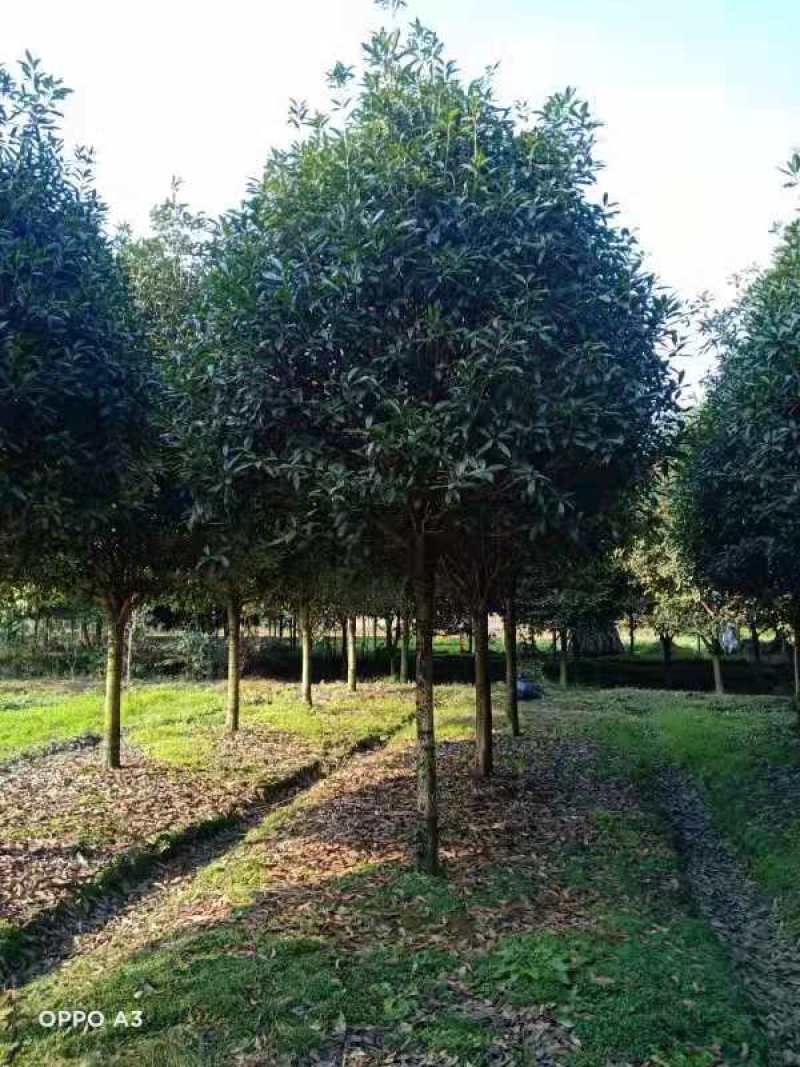 桂花树，高杆金桂：丹桂：八月桂：四季桂：常年各种大量供应