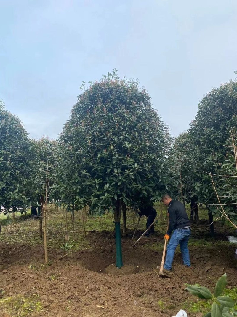 桂花树，高杆金桂：丹桂：八月桂：四季桂：常年各种大量供应