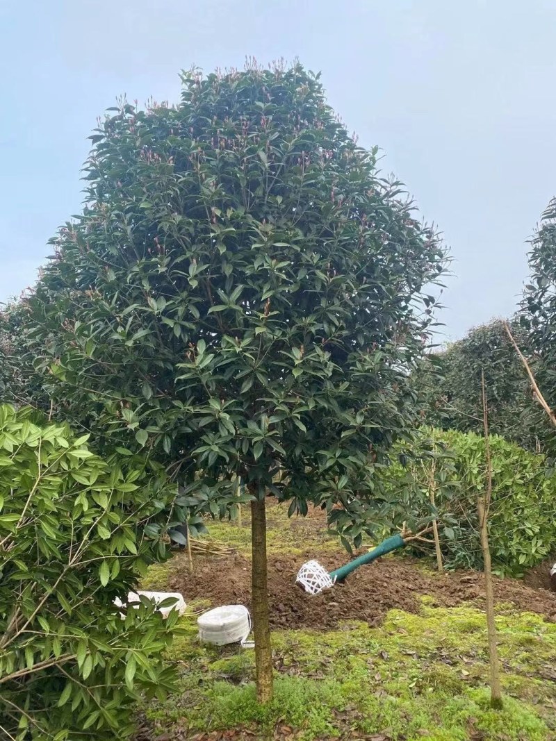 桂花树，高杆金桂：丹桂：八月桂：四季桂：常年各种大量供应