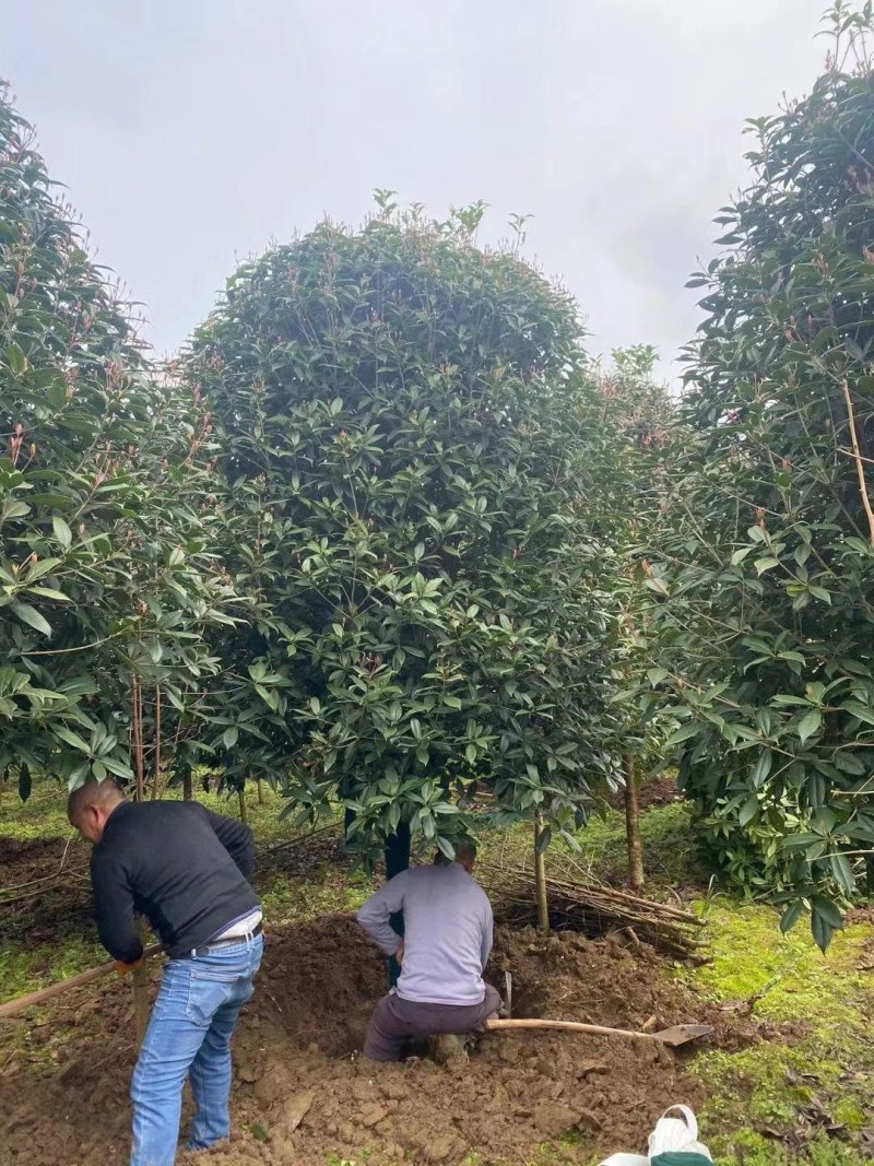 桂花树，高杆金桂：丹桂：八月桂：四季桂：常年各种大量供应