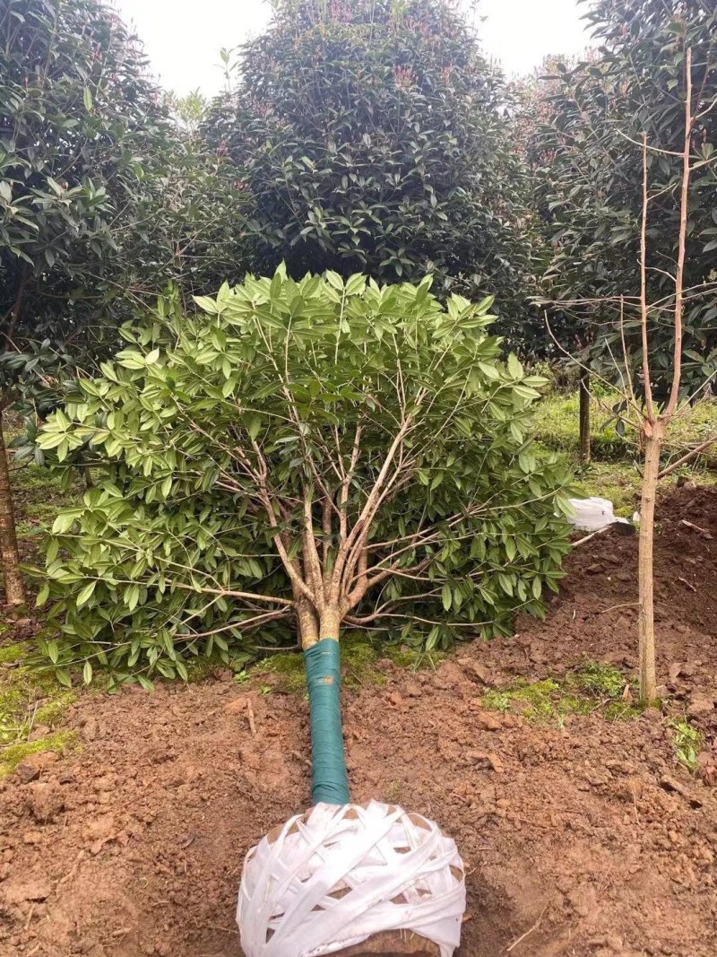 桂花树，高杆金桂：丹桂：八月桂：四季桂：常年各种大量供应