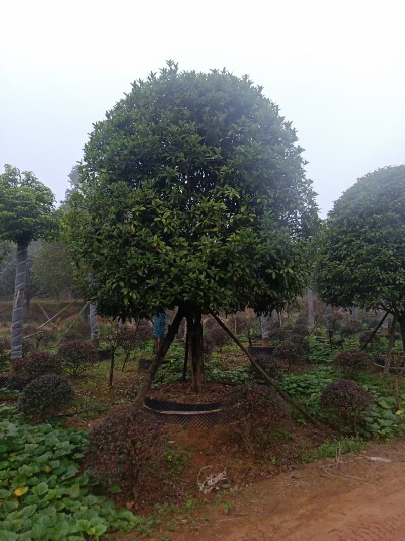 桂花树，高杆金桂：丹桂：八月桂：四季桂：常年各种大量供应