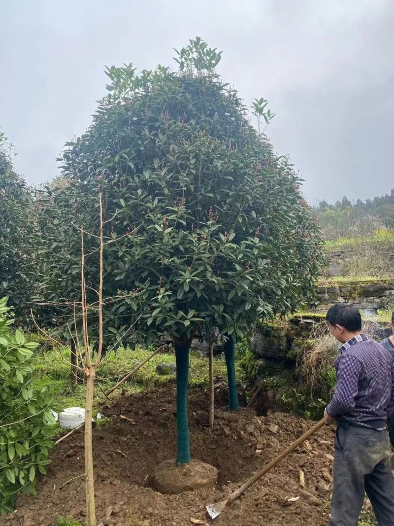 桂花树，高杆金桂：丹桂：八月桂：四季桂：常年各种大量供应