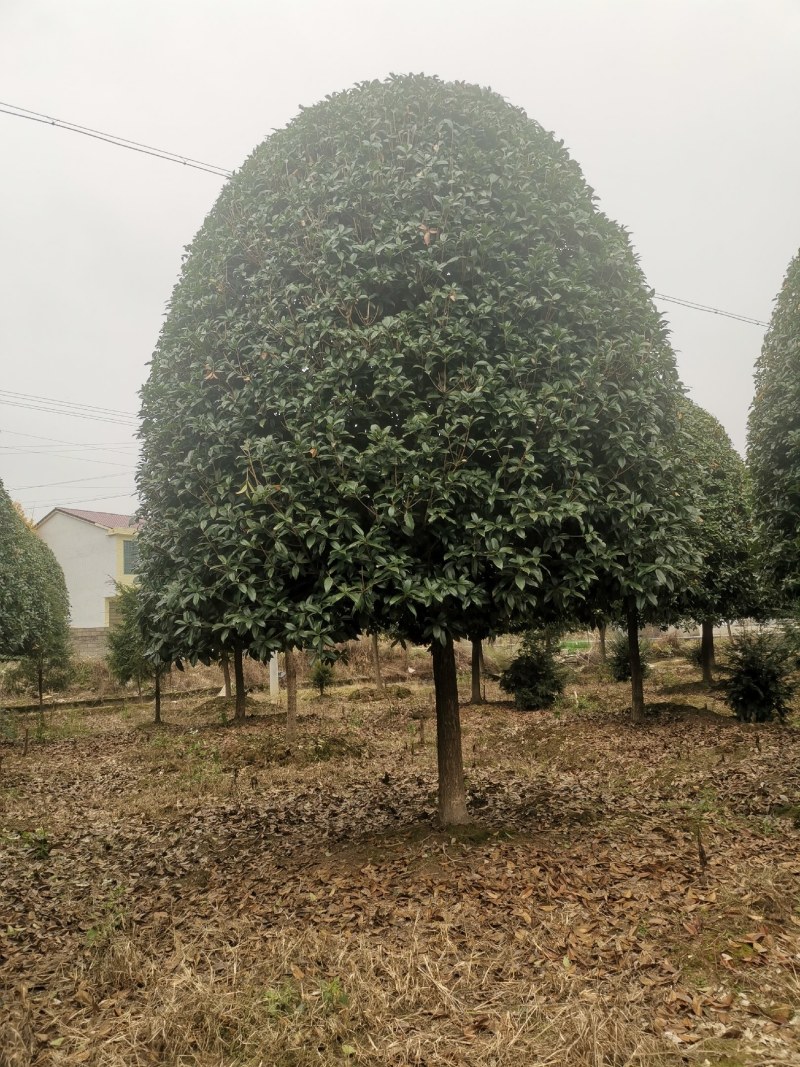 桂花树，高杆金桂：丹桂：八月桂：四季桂：常年各种大量供应