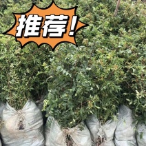 花椒苗，青花椒苗，九叶青花椒苗，九叶青花椒