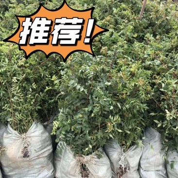 花椒苗,青花椒苗,九叶青花椒苗,九叶青花椒