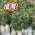 花椒苗,青花椒苗,九叶青花椒苗,九叶青花椒